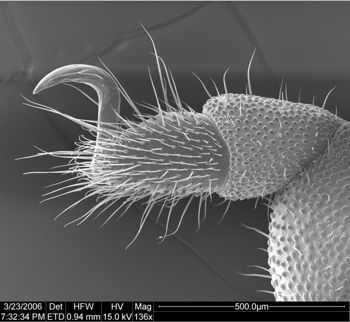 Media type: image;   Invertebrate Zoology 134693